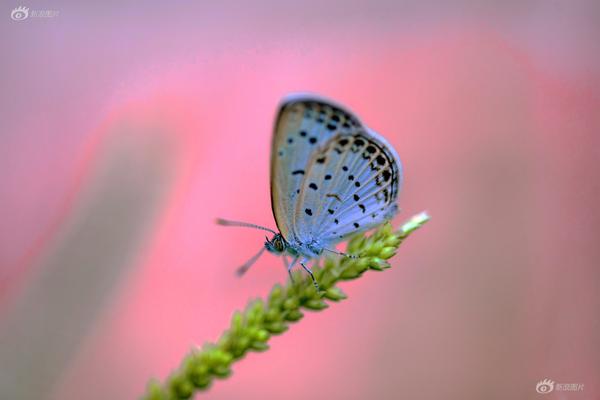 贝{思}半导体：强劲订单推动下，预计第四季度营收增长