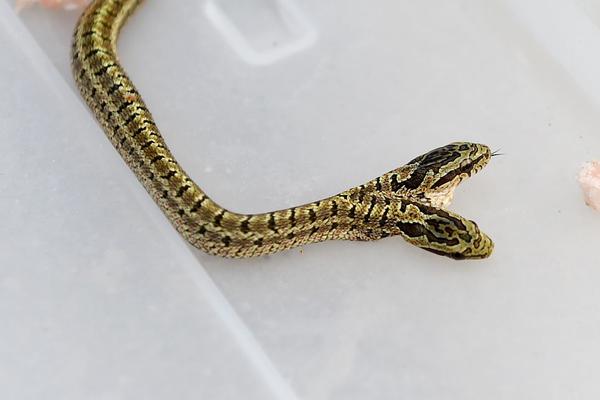 大!空头瞄准ai板块致.美股大跌