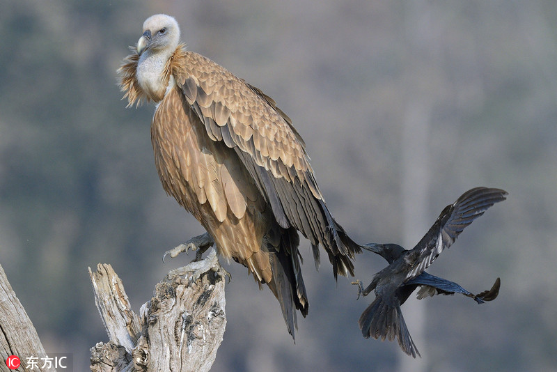 lhn‘：’合资:公司b购买物业的购买选择权被撤销