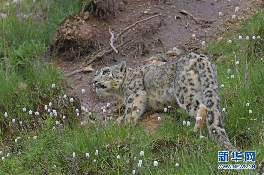 《国‘资’报告》<特>别策划 | 重钢：从铁血西迁到改革新生